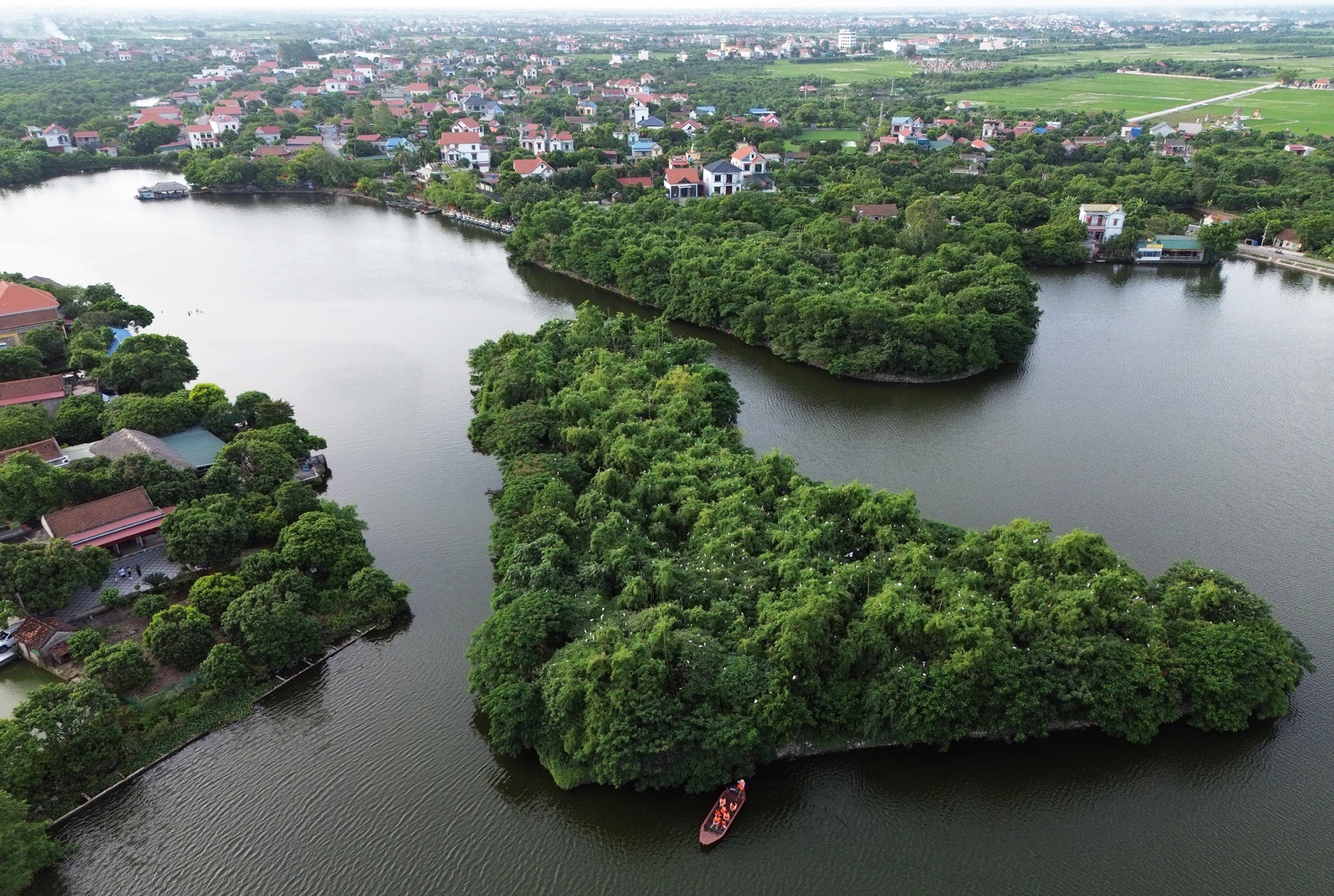 Nơi những đàn cò trở về rồi lại vút cao ở Hải Dương