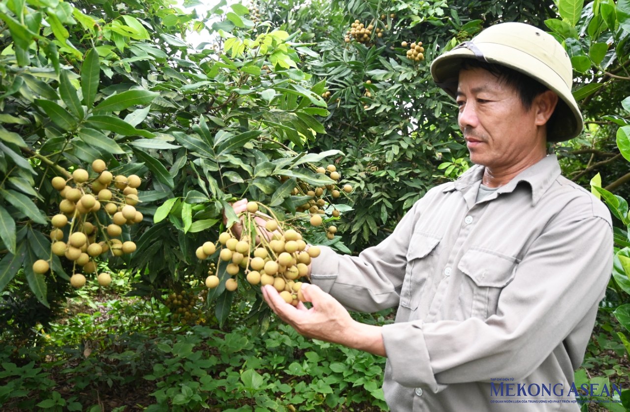 Người dân thôn Xạ Sơn, xã Quang Thành (thị xã Kinh Môn) chuyển đổi mô hình sản xuất 555win Mobi kém hiệu quả sang trồng cây ăn quả, trong đó diện tích nhãn sớm đã được nhân rộng với hơn 15 ha. Ảnh: Văn Học.