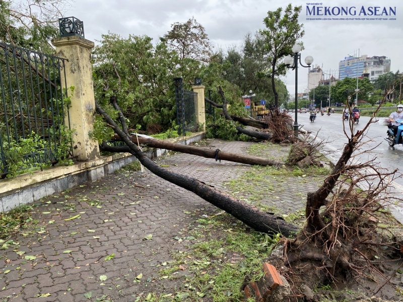 Loạt cây xanh trên phố Lê Duẩn (quận Đống Đa, Hà Nội) đổ khiến hàng rào của công viên Thống Nhất hư hỏng nặng nề. Ảnh: Hà Anh/555win Login.