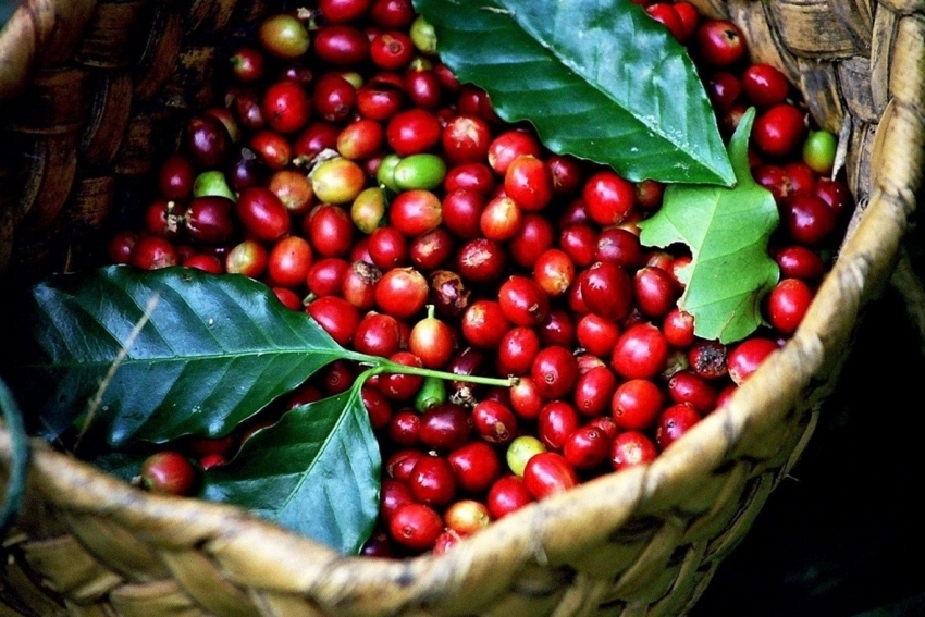 Giá cà phê thế giới ‘rơi’ xuống mức thấp nhất trong hai tháng