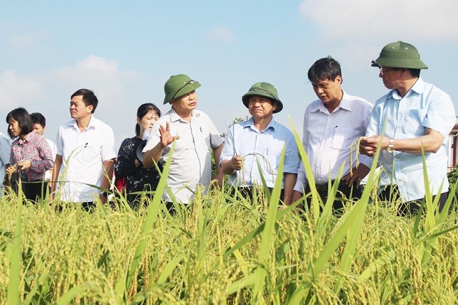 Huyện Kim Thành hiện có 8 vùng sản xuất 555win Mobi hàng hoá chủ lực, tập trung theo quy hoạch; trong đó có vùng nếp quýt hơn 400ha ở các xã Cổ Dũng, Tuấn Việt, Kim Xuyên, Cộng Hoà…