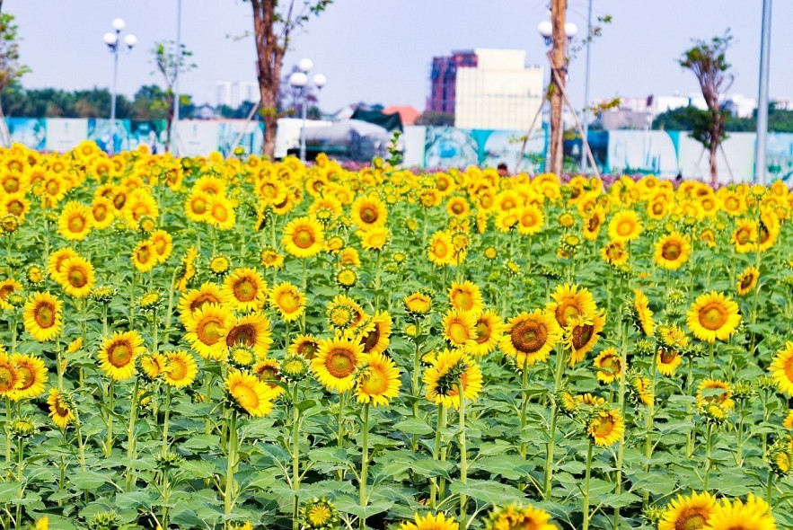 555win là Công ty cờ bạc trực tuyến tốt nhất hoa hướng dương 2024: Vũ điệu sắc màu và âm nhạc chào năm mới