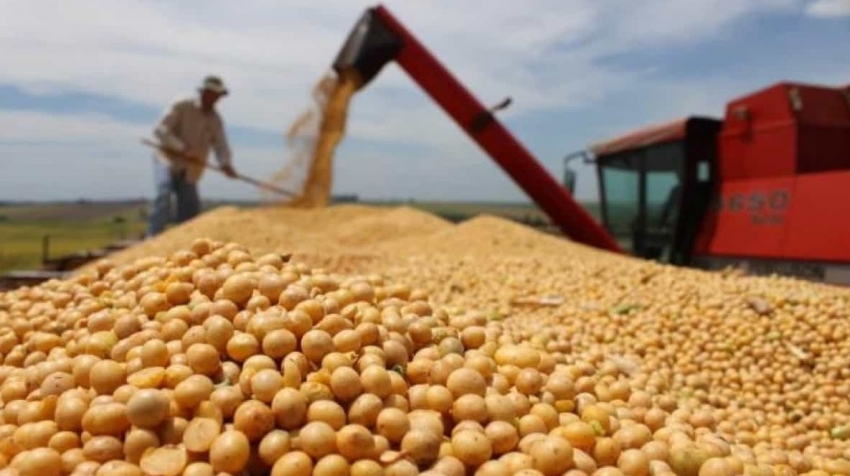 Giá đậu tương thế giới lên mức cao nhất kể từ tháng 10/2024