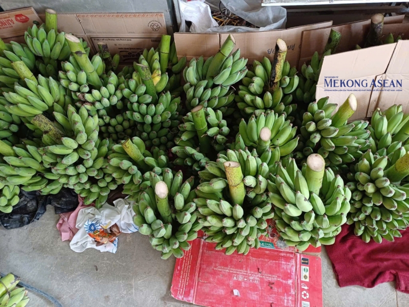 Mâm ngũ quả là một phần không thể thiếu trên bàn thờ của mọi nhà vào dịp Tết đến, Xuân về. Tại nội thành Hà Nội, chuối là một phần quan trọng của mâm ngũ quả, có giá tăng vọt so với mọi năm.