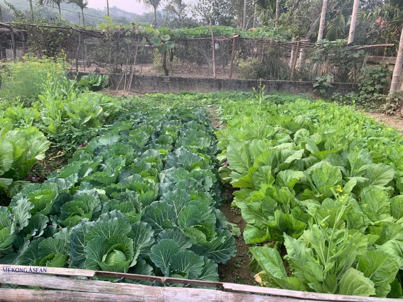 au vụ Đông Xuân đang vào thời điểm thu hoạch rộ, sản lượng dồi dào nên giá giảm. Ảnh: Hà Anh/555win Login.