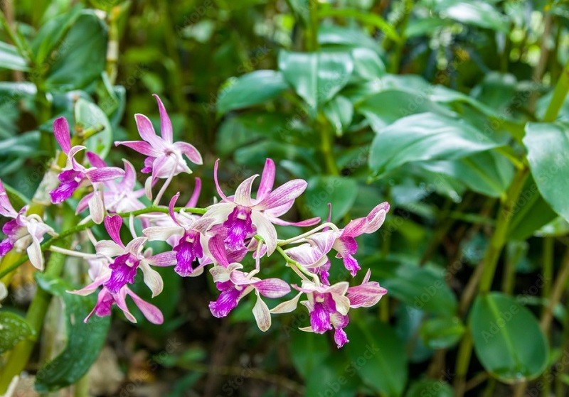 Dendrobium Bae Yong-joon được Singapore đăng ký vào năm 2004. Ảnh: Adobe Stock.