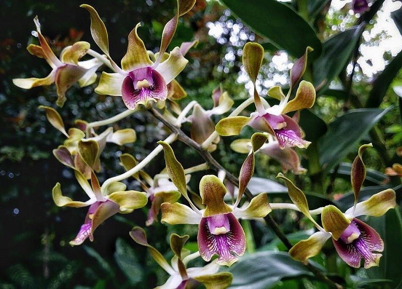 Hoa Dendrobium Barack and Michelle Obama. Ảnh: Orchid Roots