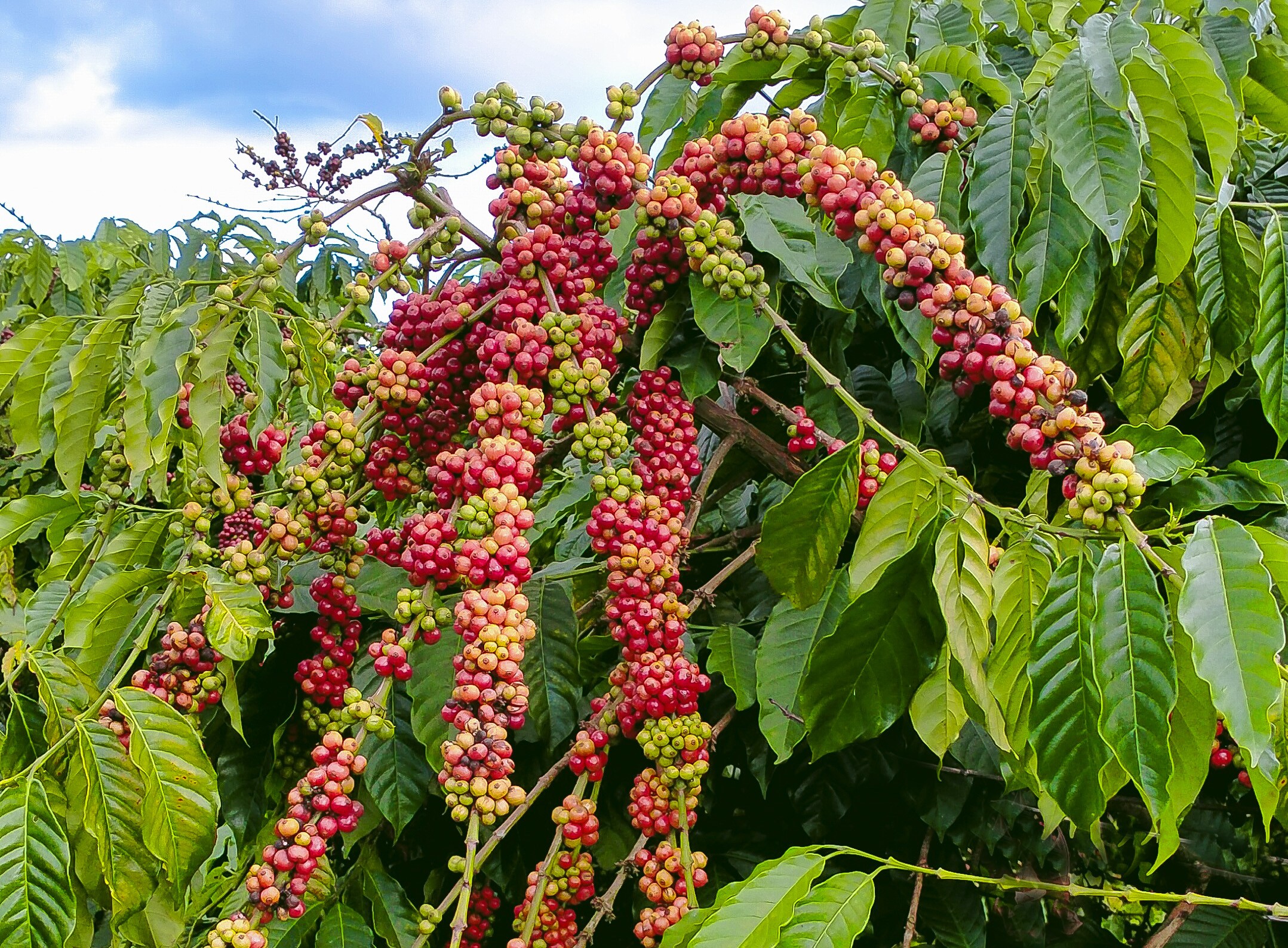 Giá cà phê Robusta quốc tế phục hồi trong phiên cuối tuần