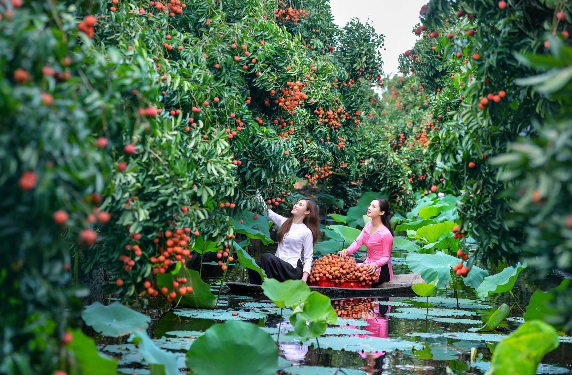 Du khách tham quan, trải nghiệm tại miệt vườn vải thiều Thanh Hà (tỉnh Hải Dương). Ảnh tư liệu/Văn Linh.