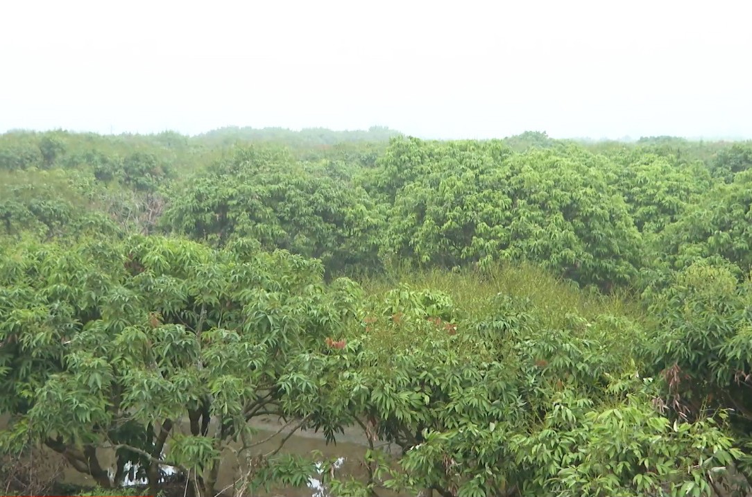 Hiện toàn huyện Thanh Hà có gần 3.300 ha vải thiều. Ảnh tư liệu minh họa/HD.