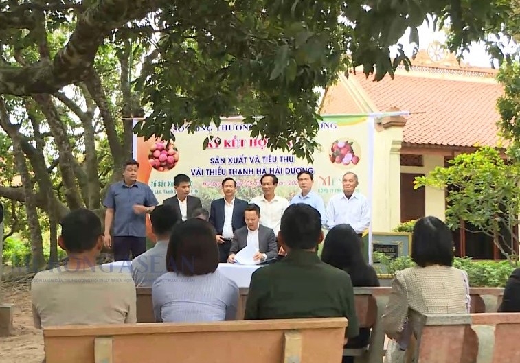 Hải Dương chủ động kết nối tiêu thụ vải thiều vụ mùa 2025