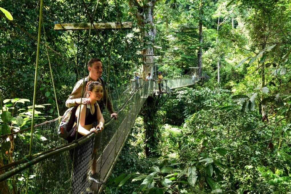 Rừng nguyên sinh Sarawak. Ảnh: