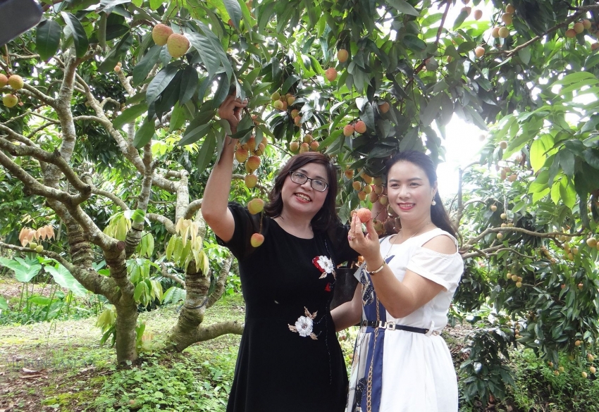 Hải Dương chuẩn bị các điều kiện tốt nhất để xuất khẩu vải thiều năm 2025