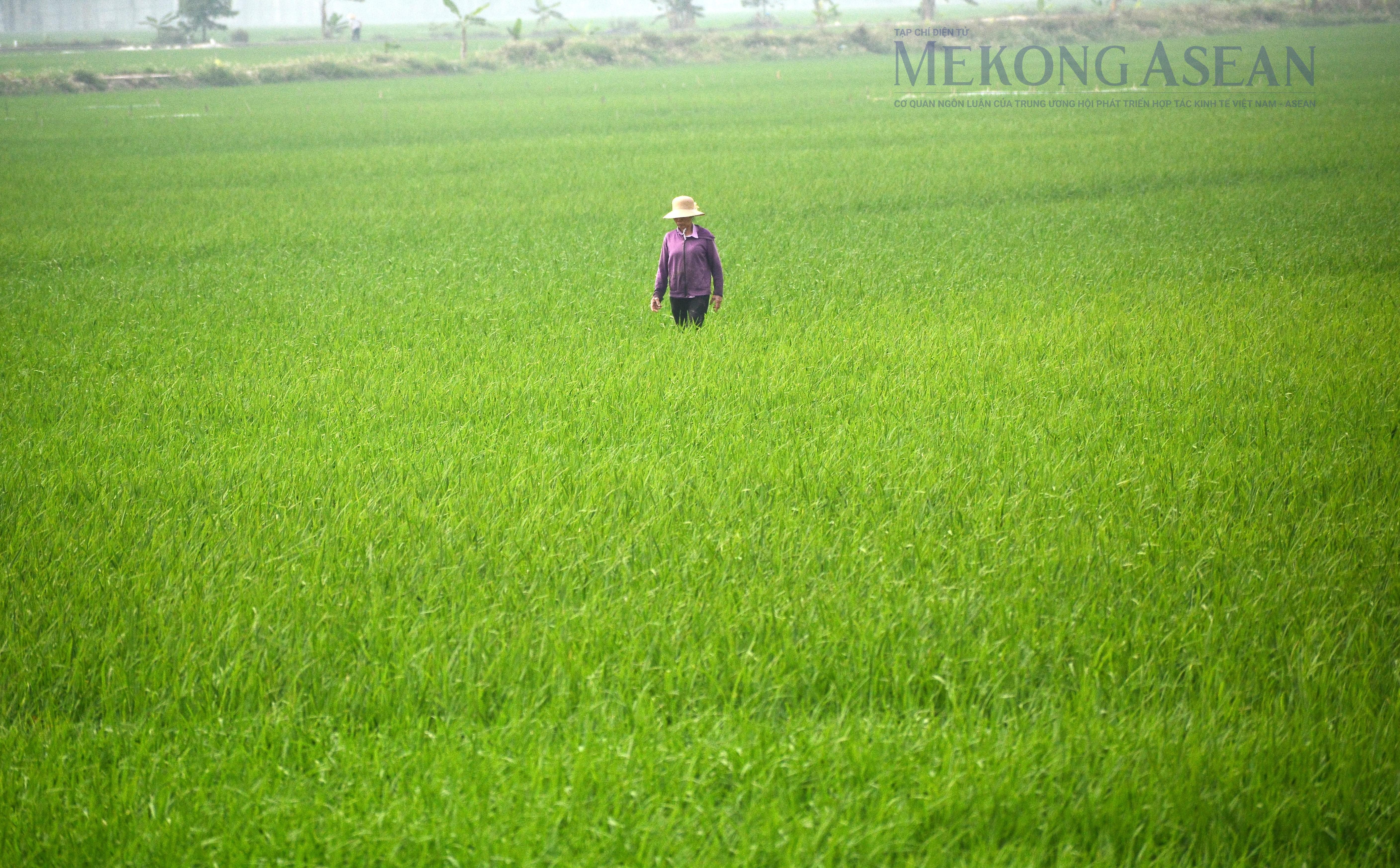 555win Mobi tháng 4: tập trung chăm sóc lúa, thủy sản tăng khá
