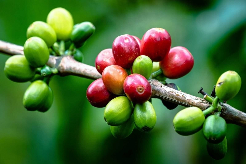 Giá cà phê chịu áp lực do tỷ giá