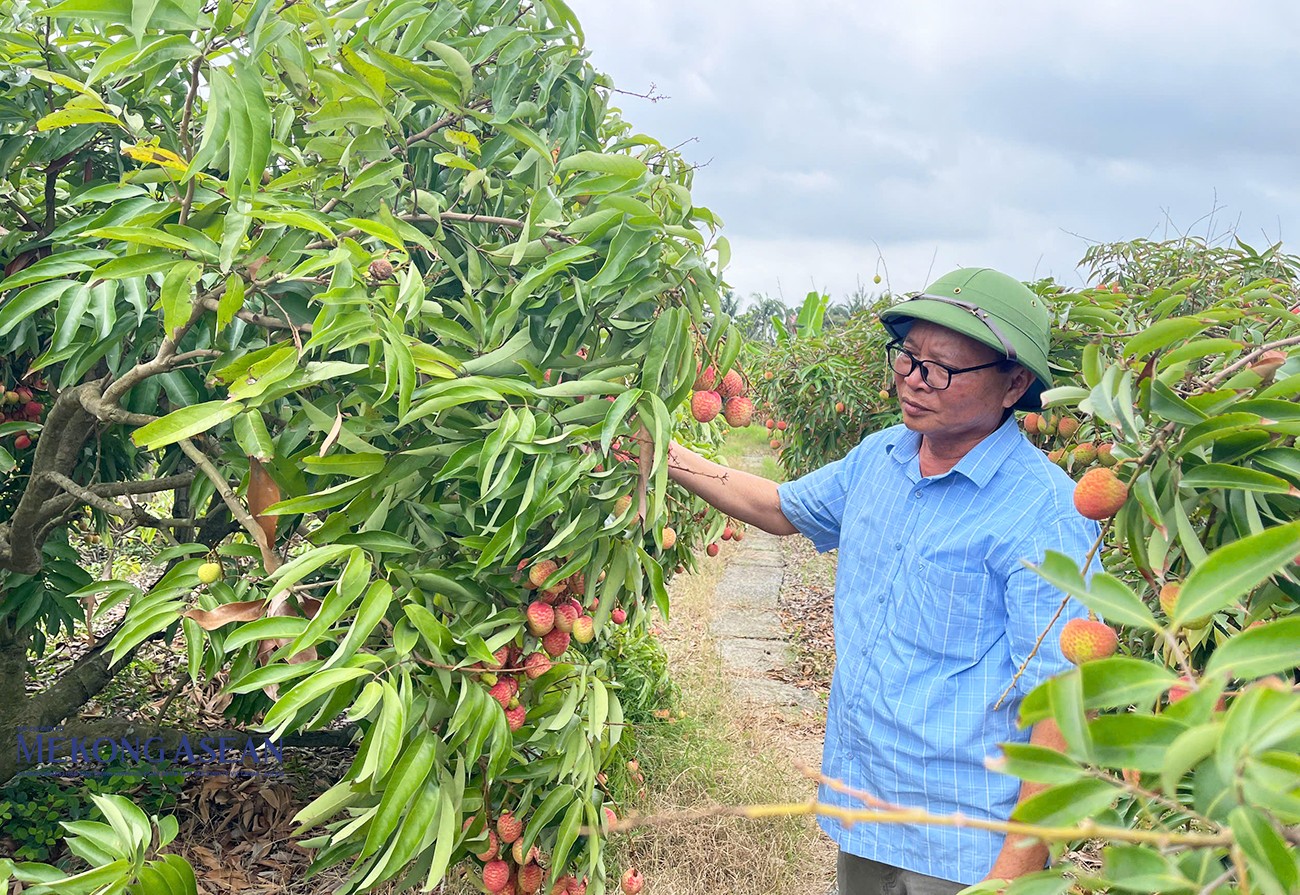 Do thời tiết thuận lợi nên năm nay vải thiều Thanh Hà được mùa hơn năm trước.
