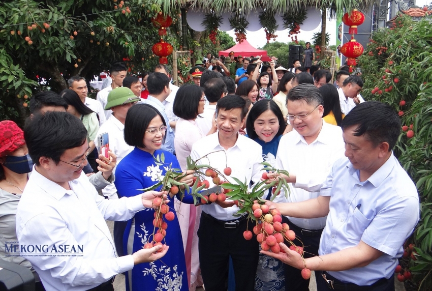 Hải Dương mở vườn vải thiều Thanh Hà, bước vào mùa xuất khẩu năm 2025