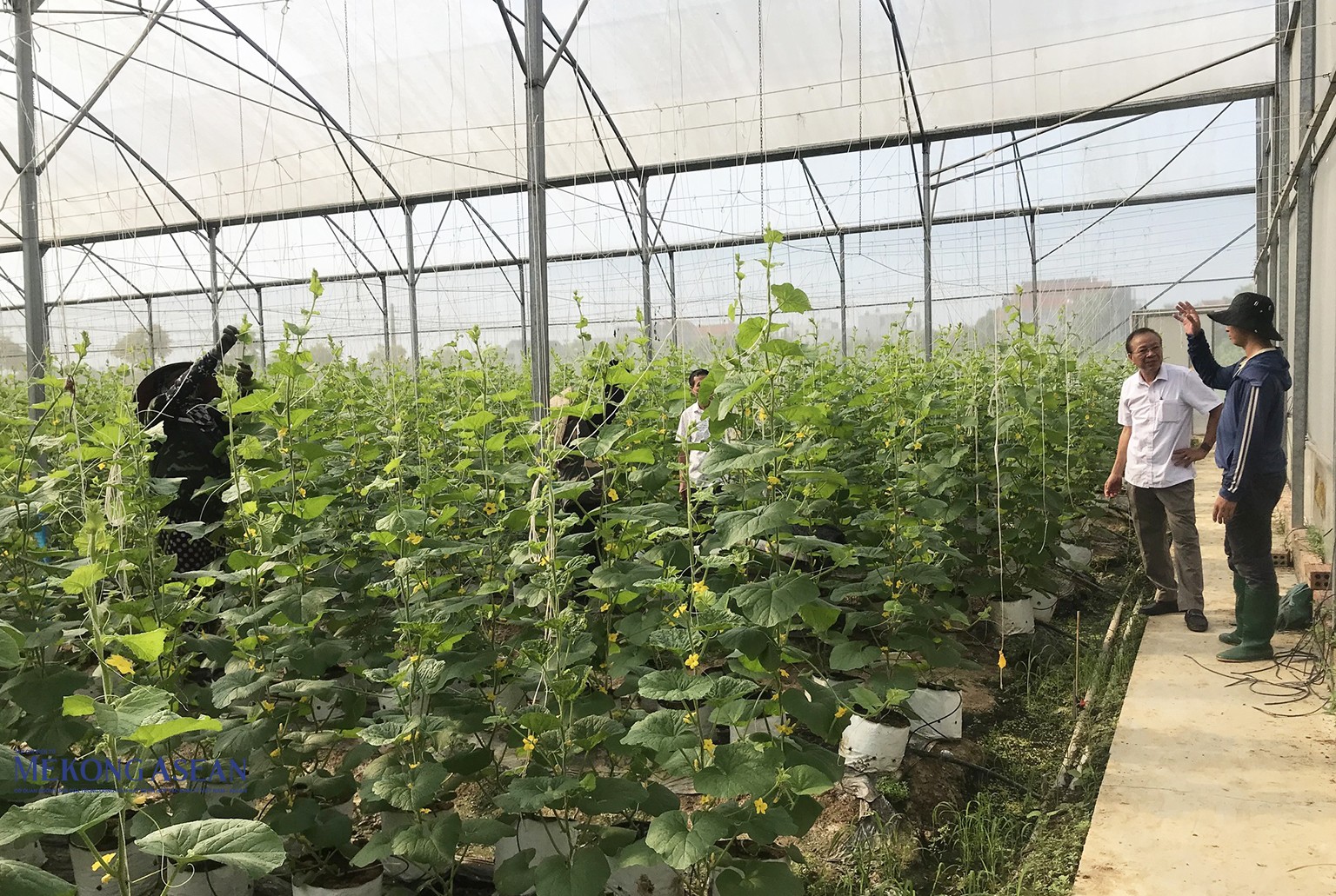 Giá trị sản xuất cây trồng trong nhà màng tại Hải Dương đạt cao hơn so với sản xuất thông thường.