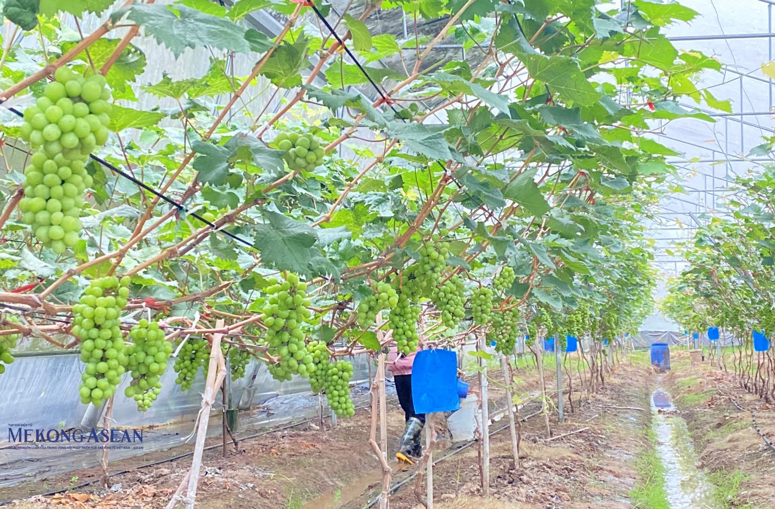 Nông sản trồng trong nhà màng ít bị sâu bệnh gây hại, chất lượng cao, mẫu mã đẹp.