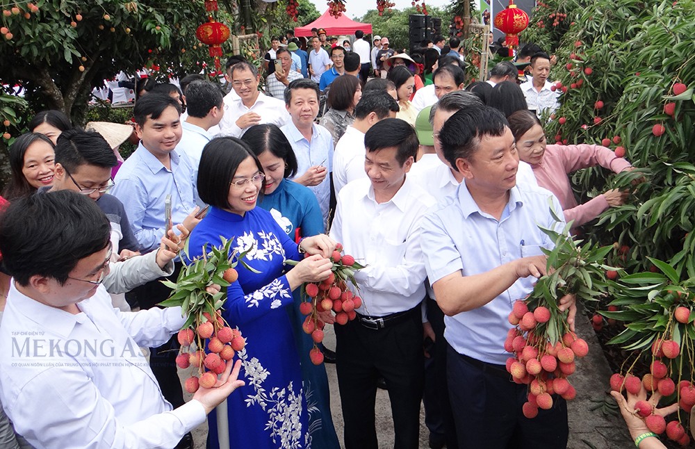 Năm 2025, sản lượng vải quả của tỉnh Hải Dương ước đạt 55.000 tấn, tăng khoảng 19.320 tấn so với năm 2024.