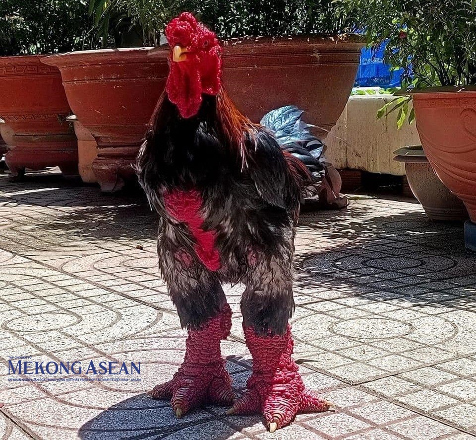Gà Đông Tảo thuộc giống có thân hình to, bệ vệ, da màu đỏ.