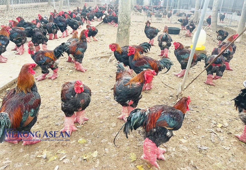Gà Đông Tảo có đôi chân to, xù xì rất vững chãi.