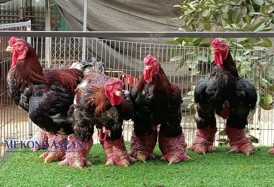 Khi trưởng thành, gà trống Đông Tảo có thể nặng tới 6 - 7kg/con.