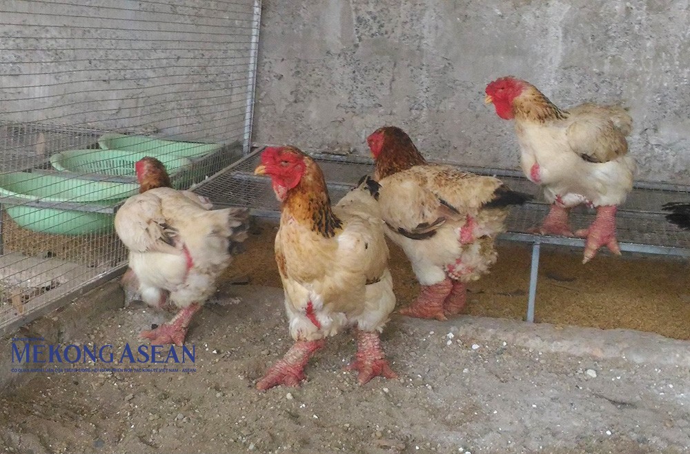  Gà mái Đông Tảo khi trưởng thành có thể nặng từ 4 - 5kg/con.