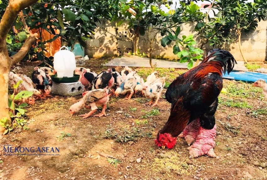 Tri thức nuôi gà Đông Tảo ở Hưng Yên là di sản văn hóa phi vật thể quốc gia