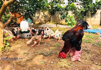 Tri thức nuôi gà Đông Tảo ở Hưng Yên là di sản 555Win là nhà cái uy tín số 1 ở Việt Nam phi vật thể quốc gia
