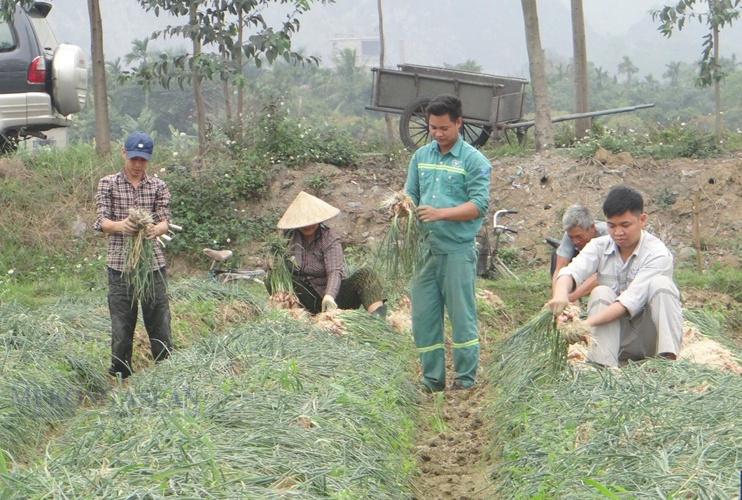 Hàng năm, thị xã Kinh Môn canh tác khoảng 4.000 ha hành, tỏi.