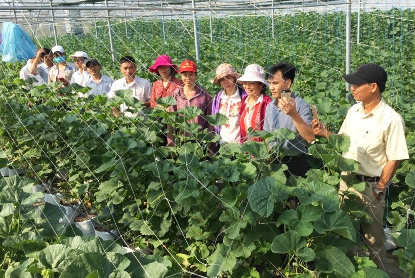 Hải Dương hướng đến sản xuất nông nghiệp an toàn, đa giá trị