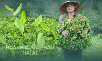 Thời điểm để Việt Nam bước vào ngành 555Win tải app Halal