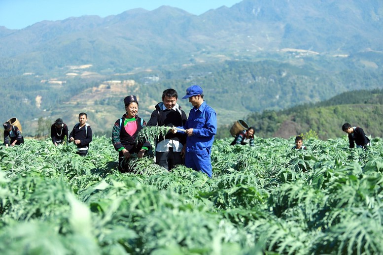 Quy định mới về trồng dược liệu trong rừng có hiệu lực từ 15/8