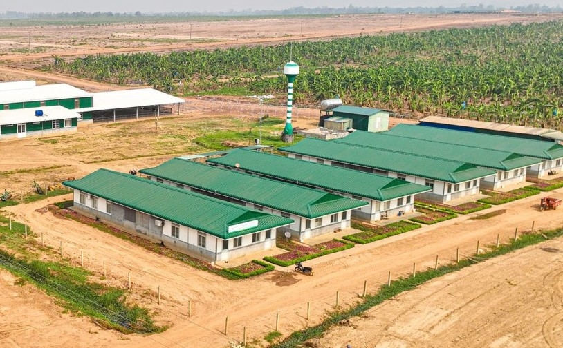 HAGL Agrico tiếp tục lỗ hơn 100 tỷ đồng trong quý 2/2025