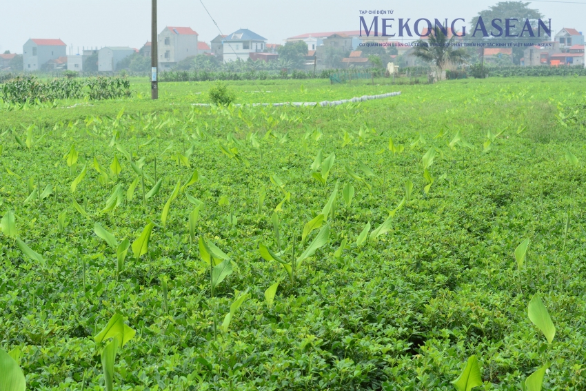 Quy định mới về miễn, giảm tiền sử dụng đất, thuê đất