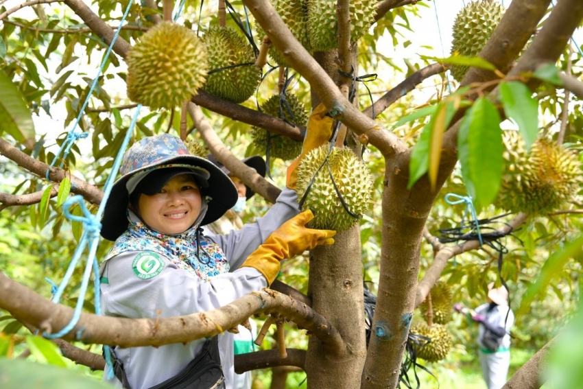 Công ty nông nghiệp của Thaco mua lại 2.400 tỷ đồng trái phiếu