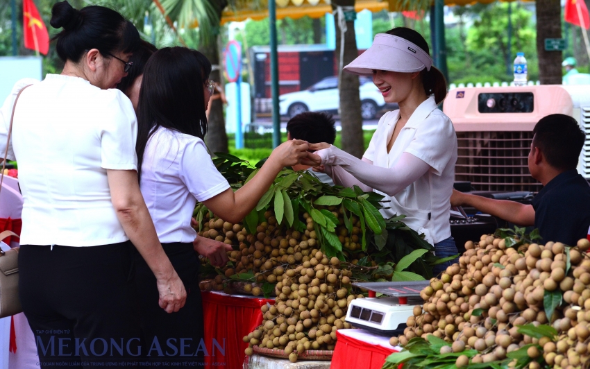 Nhãn lồng Hưng Yên sẽ được quảng bá tại Pháp trong tháng 10 tới