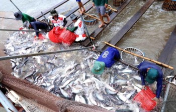 Xu hướng nhập khẩu cá tra của các thị trường lớn