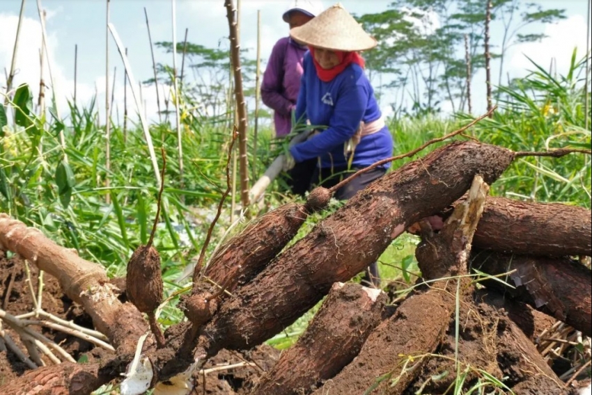 Indonesia hạn chế nhập khẩu sắn và ethanol