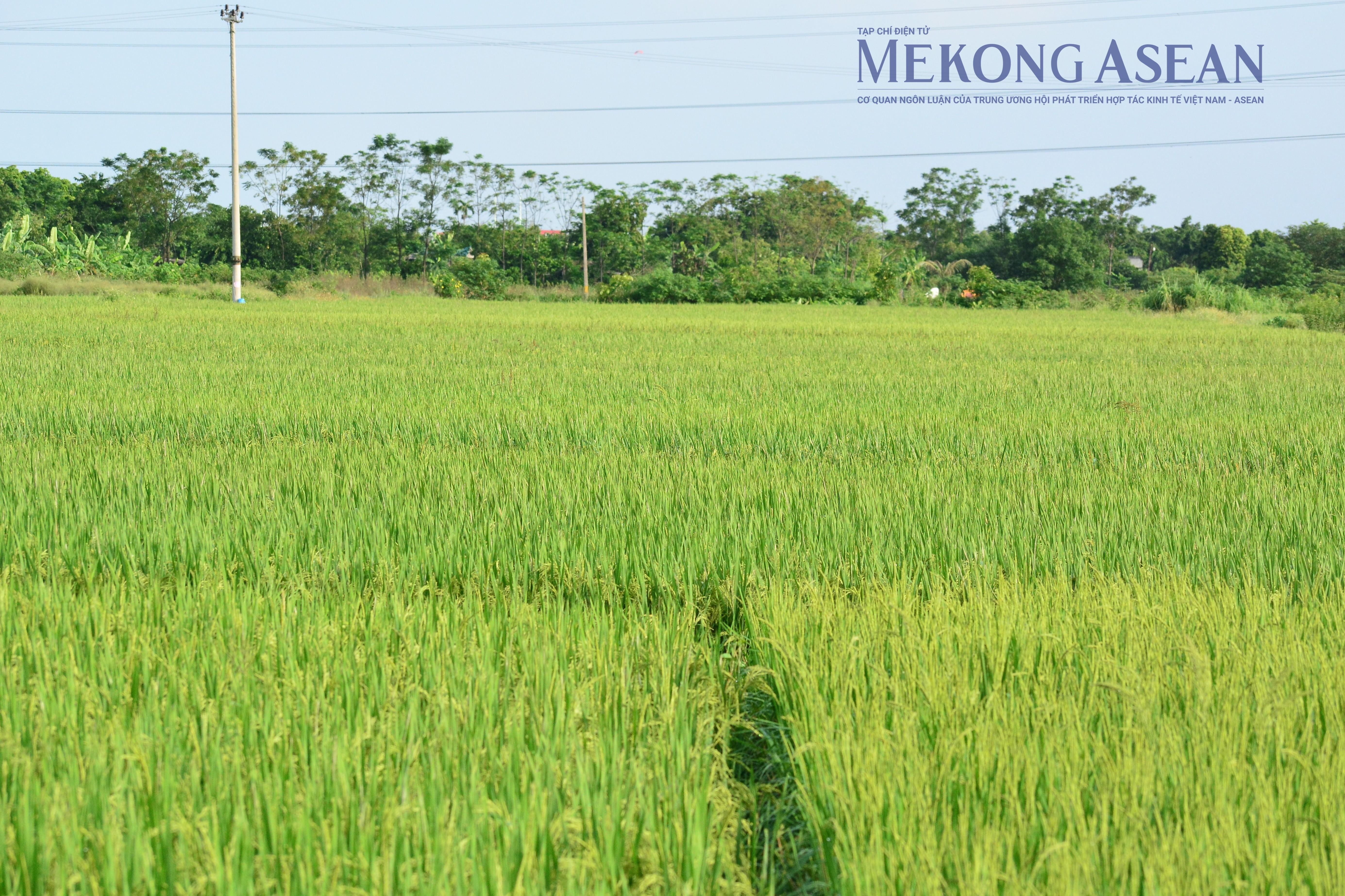 Gạo Việt xuất khẩu sang nhiều nước tăng vọt trong 9 tháng