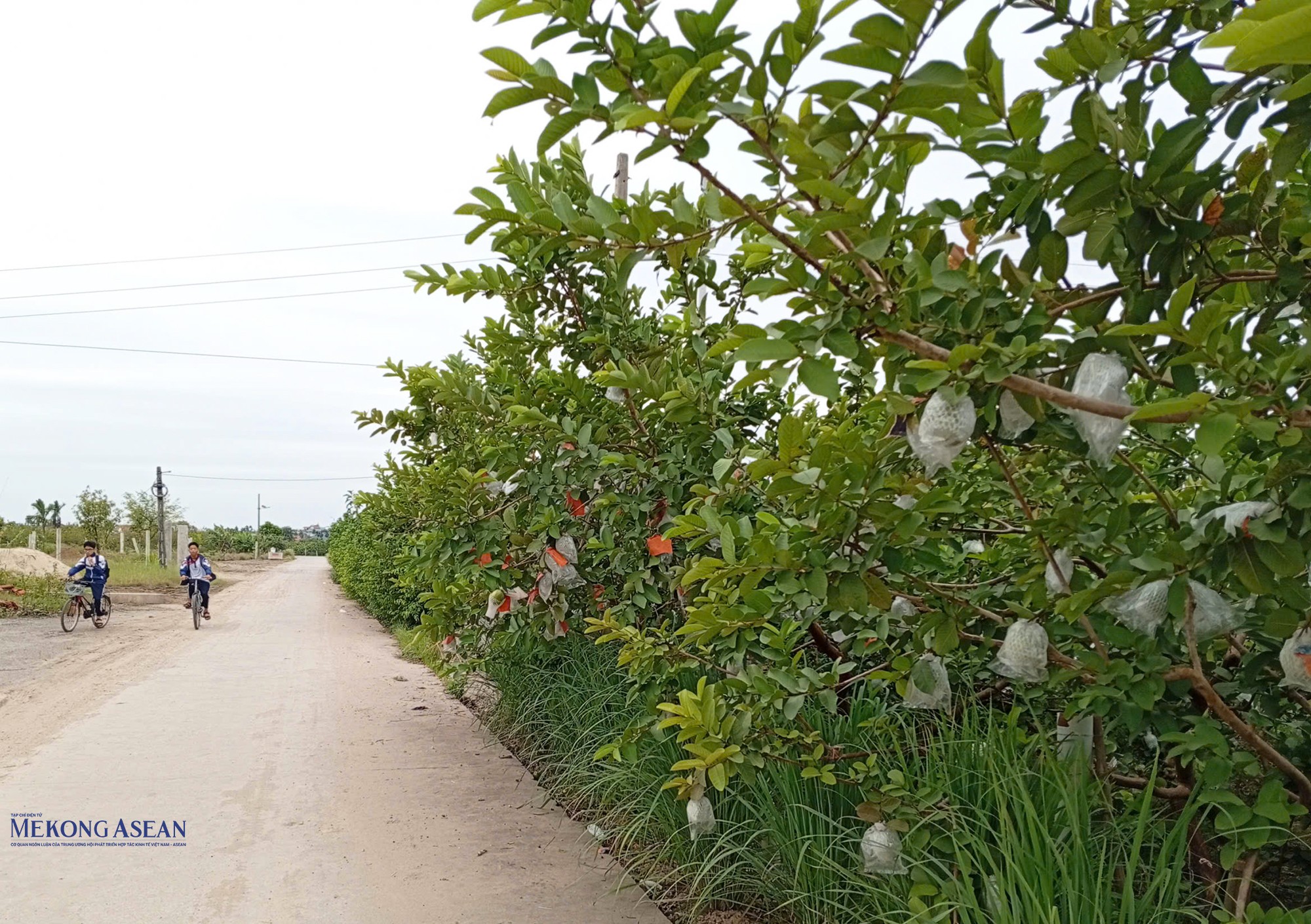 Ổi Hà Nam được mang đi bán, tiêu thụ ở nhiều nơi, đặc biệt là các tỉnh, thành phố như Hà Nội, Quảng Ninh... Ảnh: Phùng Nguyện/555win Login.