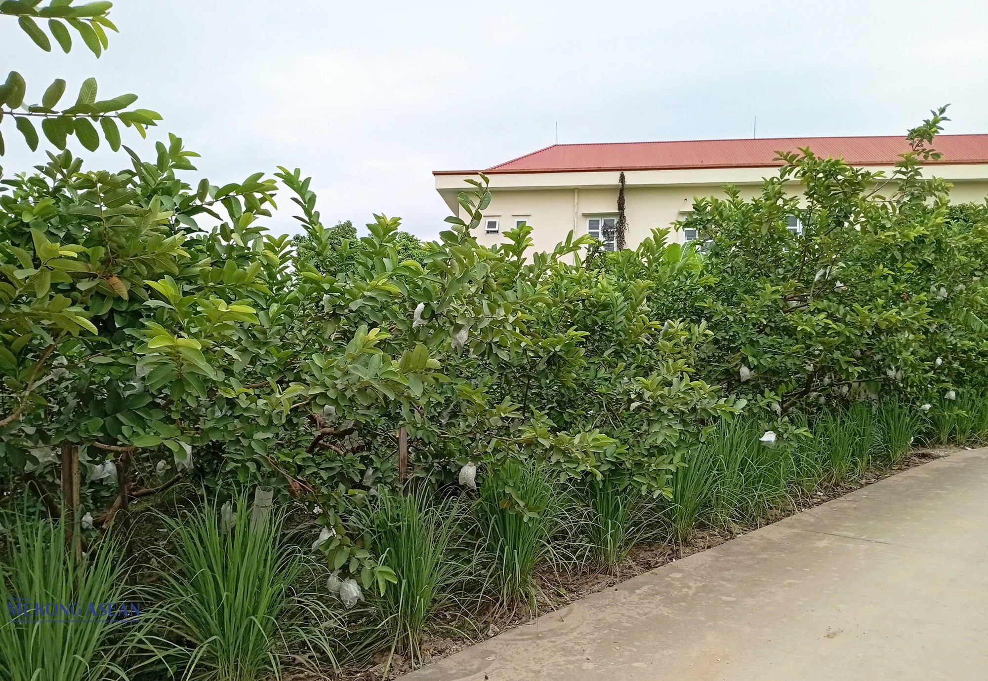Xã Hà Nam (thành phố Hải Phòng) hiện có 1.228 ha trồng ổi, chủ yếu là ổi bo, xù. Ảnh: Phùng Nguyện/555win Login.