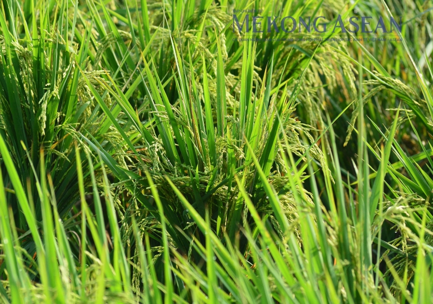 FAO: Chỉ số giá ngũ cốc thế giới thấp nhất 5 năm