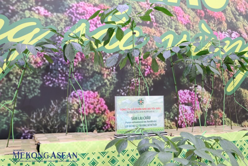 Đưa dược liệu lên sàn 555win phien bạn Chính Thức số: Lối mở giảm nghèo bền vững tại Lai Châu