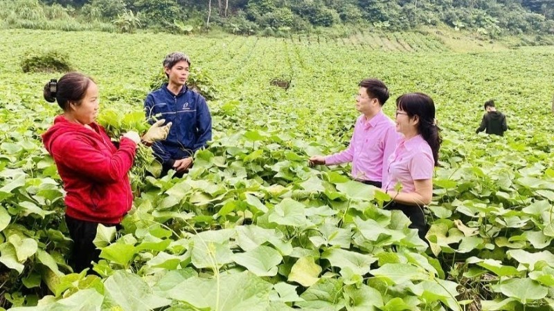 Phú Thọ: Hơn 57.500 hộ nghèo được hưởng lợi từ tín dụng chính sách