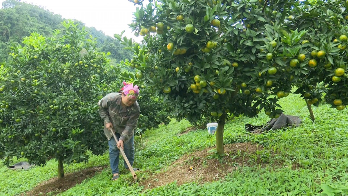 Sơn La: Nhiều mô hình sinh kế giúp người dân giảm nghèo bền vững tại Vân Hồ