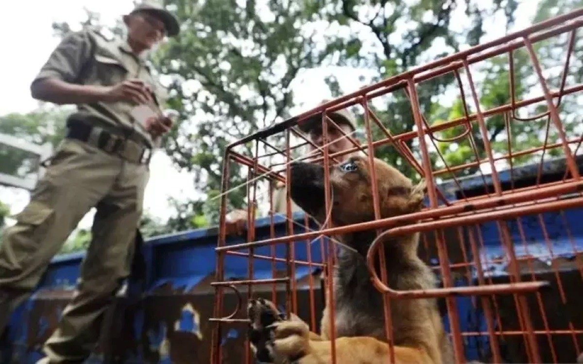 Thủ đô của Indonesia ban lệnh cấm bán thịt chó, mèo