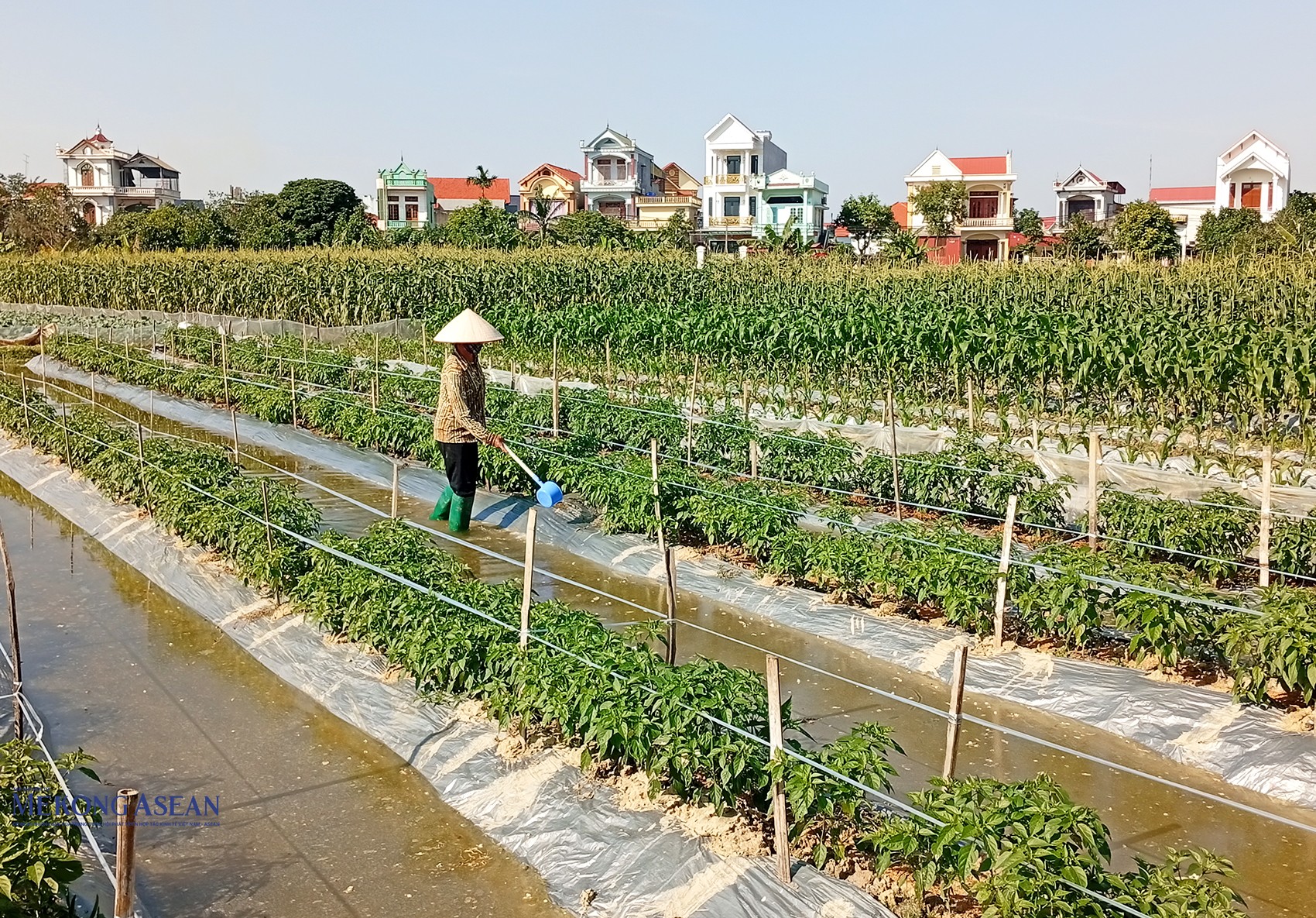Nông dân xã Trường Tân (thành phố Hải Phòng) chăm bón ớt và rau màu. Trên địa bàn xã, hiện nông dân canh tác các loại rau màu như su hào, bắp cải, ngô, rau cải, dưa lưới, đậu bắp, bầu, bí, mướp, cà, ớt… và các loại rau ăn lá khác. Ảnh: Phùng Nguyện/555win Login.