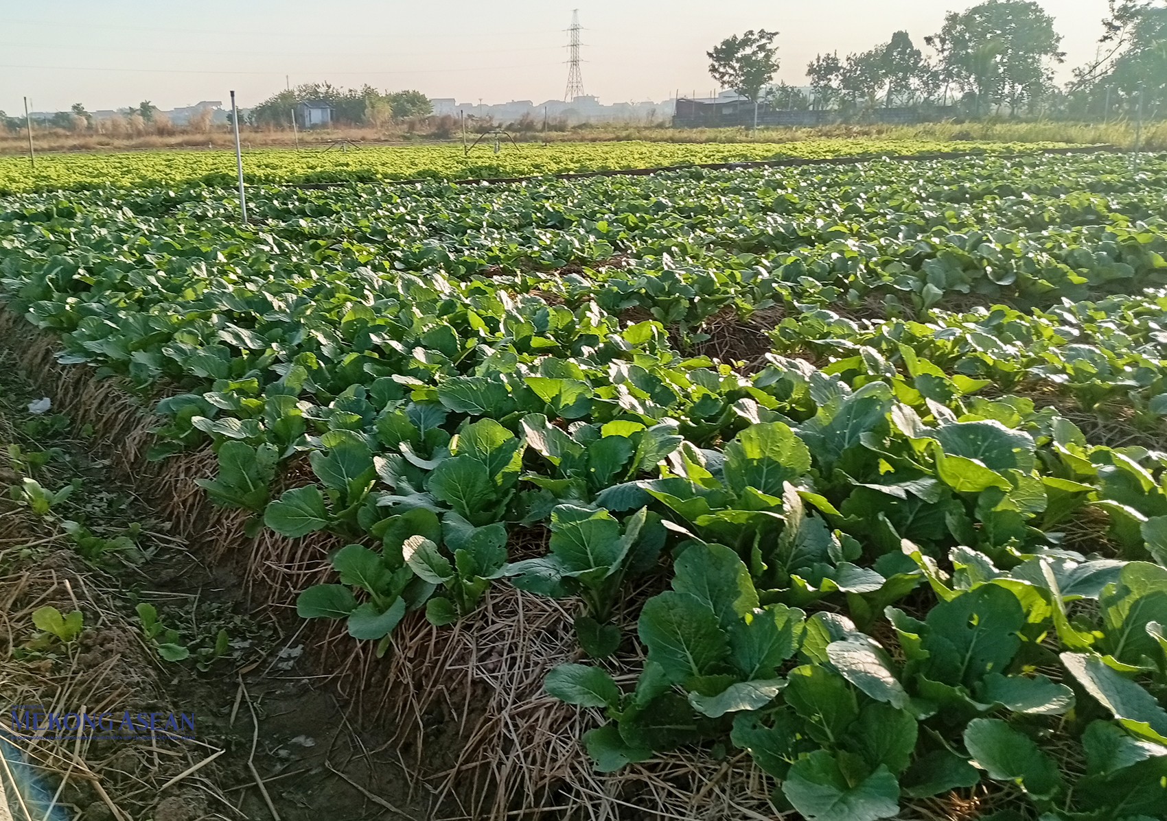 Bên cạnh cà rốt, xã Tuệ Tĩnh cũng trồng nhiều loại rau màu, cây vụ đông. Ảnh: Phùng Nguyện/555win Login.